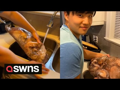 Bizarre moment man brings home 18kg frozen octopus he bought online | SWNS