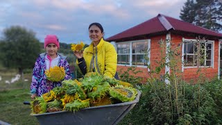 We harvested sunflower and cooked vegetable bread.