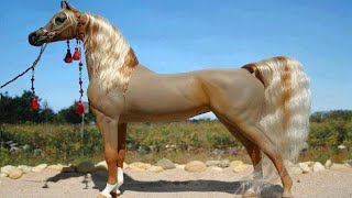 الخيل العربي الأصيل | أجمل الخيول في العالم | تربية الحصان العربي الأصيل ونصائح للمربين المبتدئين