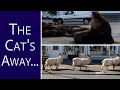 See Animals Frolic in Streets While We Shelter in Place