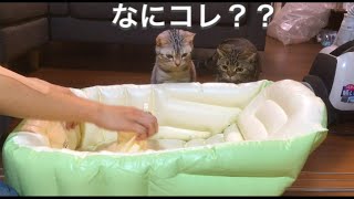 赤ちゃんの沐浴準備！ベビーバスに興味を持った猫ちゃんは！？やっぱりそうなっちゃうよね(笑)【アメショ】