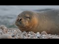 Mediterranean Monk seal, adult female on Jaffa&#39;s beach כלב ים נזירי, נקבה בוגרת בחוף יפו