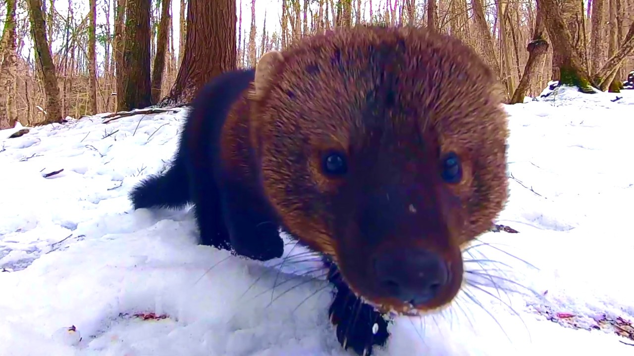 Amazing Close Up Footage Of A Fisher Walking Straight Towards The Camera