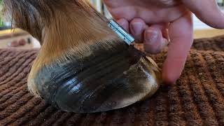 Foundered Cadaver Hoof