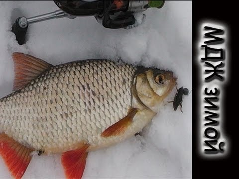 Ловля пассивной рыбы зимой