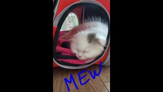 I am Mew: Scottish Fold Kitty