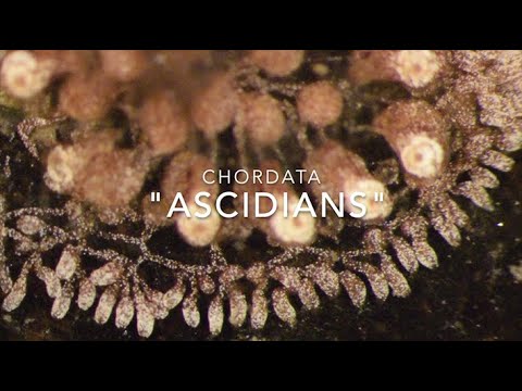 ვიდეო: რა არის tunicates ნერვული სისტემა?