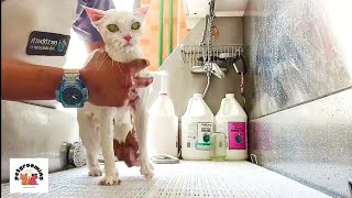 How to Groom A Cat  Persian Cat Basic Grooming Haircut | Pet Grooming TV