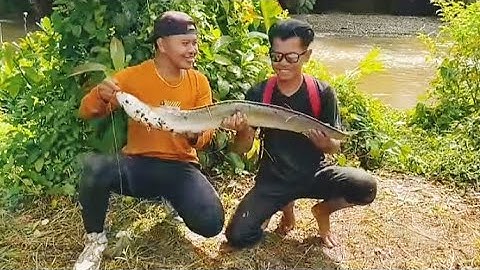 8 HARI CARI SIDAT, IKAN, UDANG, BUAH & BIKIN MAKANAN MEWAH DI ALAM SULAWESI😍 #bocahpecicilan