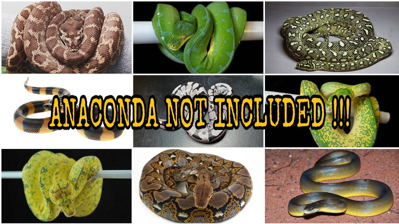 Types of Pythons - AZ Animals