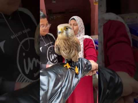 لو قلتلك تاخد الصقر ده هاتعمل بيه اي شوفوا رد فعل الناس اي