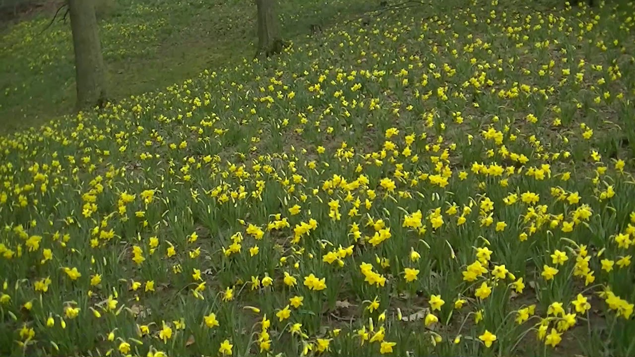 Daffodil Hill in bloom at Lake View Cemetery in Cleveland YouTube