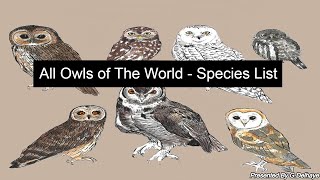 All (261) Owls Species Of The World  Species List