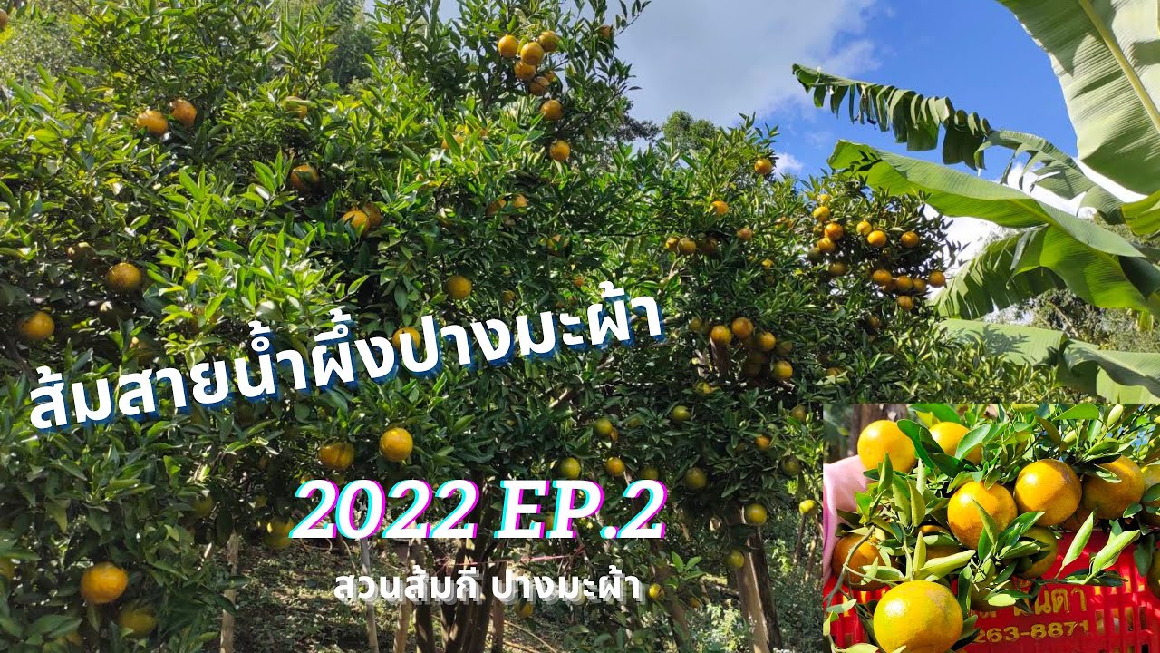 สวนส้มสายน้ำผึ้ง วีธีการเก็บส้ม | สวนส้มกี 2022 EP.2