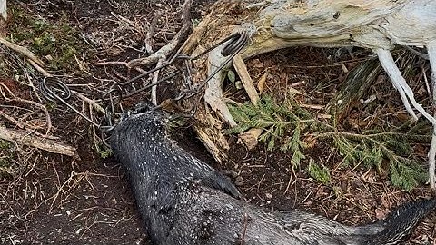 Newfoundland Trapping 2025 Part 4