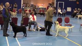 The Yellow Labrador Club 2017 by Labrador Retrievers by Dahlin 10,772 views 6 years ago 47 minutes