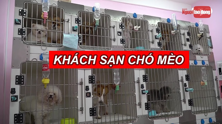 Hội cho tặng chó mèo TPHCM