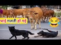 जब कुत्ते ने गाय से पंगा ले लिया 😂 | Animals finest moments