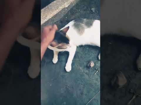 my cute cat