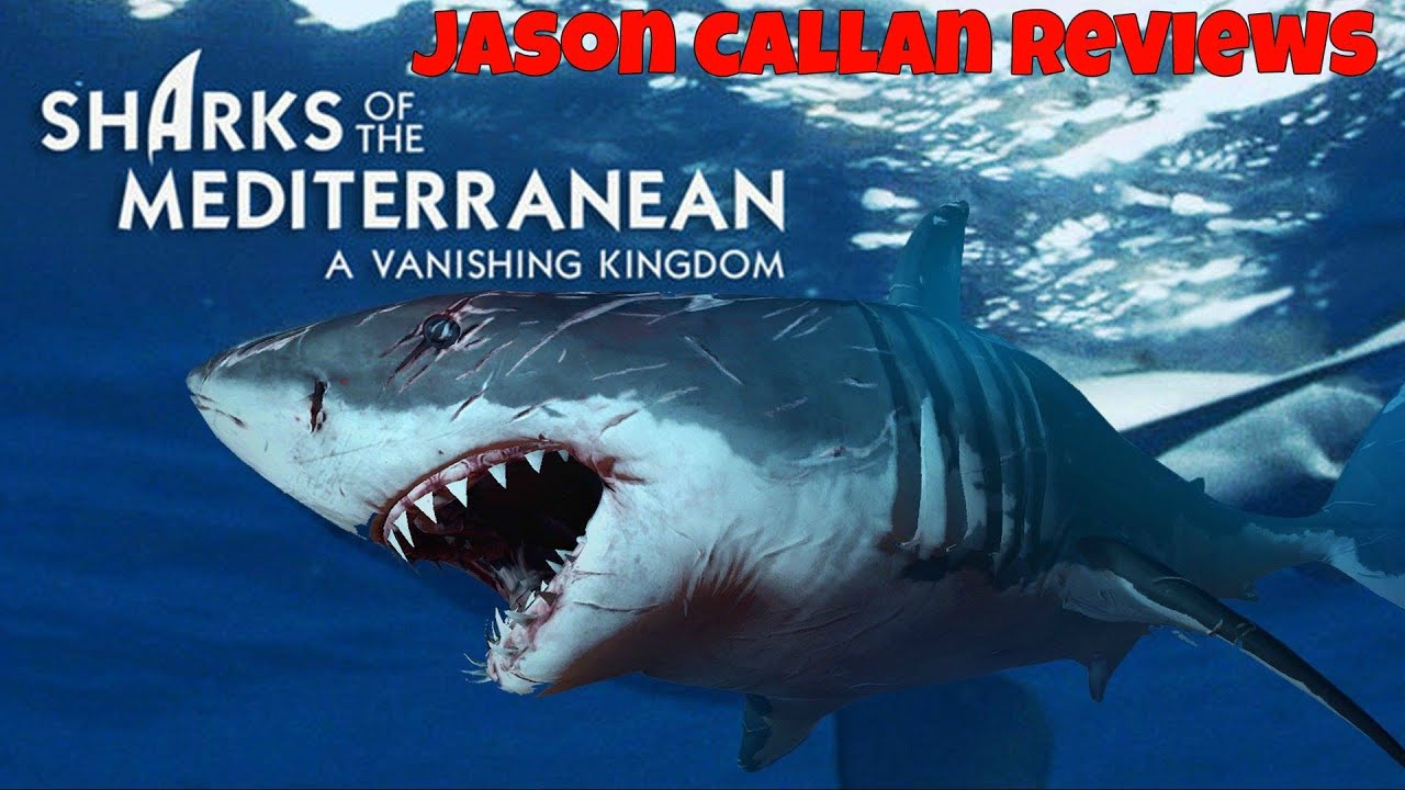 Sharks of the Mediterranean A vanishing kingdom YouTube Sharks of the Mediterranean A vanishing kingdom YouTube