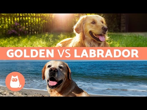 Video: Diferencia entre los perros Golden Retriever y Labrador Retriever