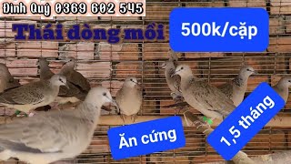 Clip 822 (12\/10) Giao lưu về Thuận An, Hội Nghĩa, quận 12, Cẩm xuyên Hà Tĩnh #chimcugay #xuhướng