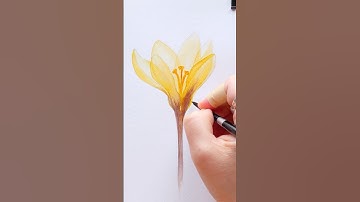 How to Paint Transparent Crocus flower in Watercolor
