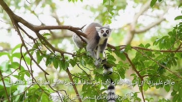 تلاوات خاشعه😭 من سورة الشعراء للشيخ صبرى ندا ❤️