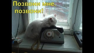 Замир Пашаев - Позвони Замир Пашаев - Позвони