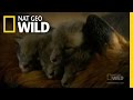 Growing Fox Cubs | Nat Geo Wild