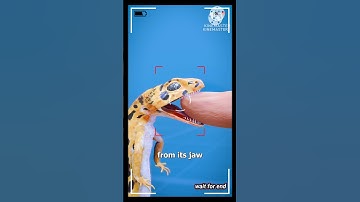 How A Lizard