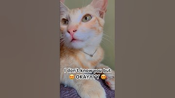 Are you an introvert or an extrovert ?? #cat #relatable #adorably #kitten #introvertpower #extrovert