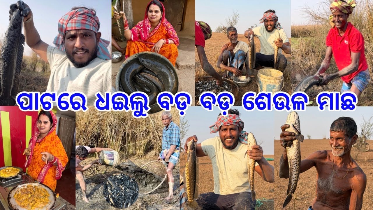 ପାଟରେ ଧଇଲୁ ବଡ଼ ଶେଉଳ ମାଛ ଘରେ ସମସ୍ତେ ଦେଖି ଆଶ୍ଚର୍ଯ୍ୟ ହେଇଗଲେ @lifeofsridhar9099 