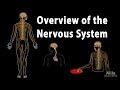 Unraveling the Complexities of the Nervous System