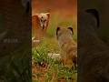 The Heroic Mongoose saved the Baby Squirrels 🥺😇 | Watch till the end #shortvideo