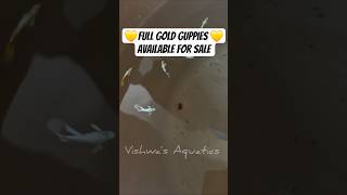 Top Quality|Full Gold Guppies|Available for Sale|WhatsApp to Order|WhatsApp:7010583566 #shorts #fish