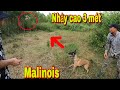 Thợ Săn Malinois Truy Đuổi Ổ Chim Rừng   Độc Lạ | Săn Bắt Ẩm Thực Vùng Cao | Đại 87