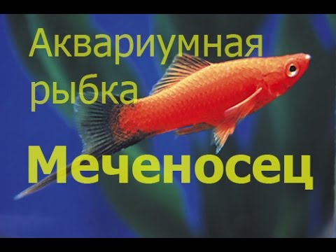 Меченосец. Xiphophorus helleri (аквариумная рыбка)