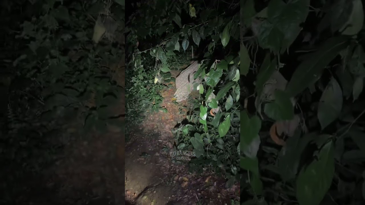 Ketemu Orang Aneh Tidur di Dalam Semak! 