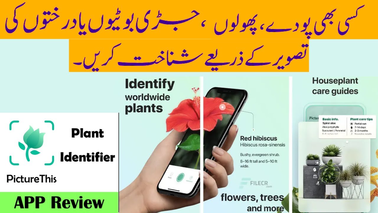 Picture This Plant Identifier App Review, How to Use Picture This  app, Get Plants Accurate details