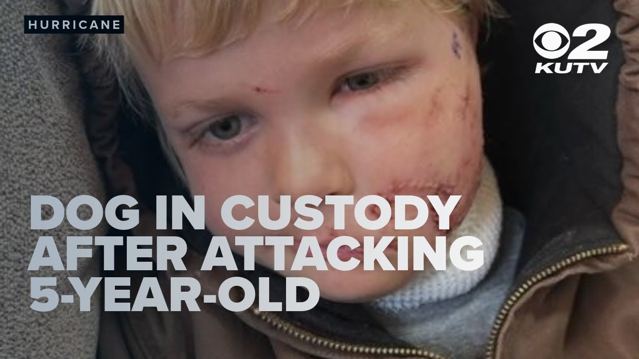 Hurricane dog in custody after attacking 5-year-old boy - YouTube