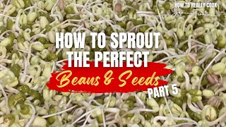 How to Sprout Beans &amp; Seeds Part 5 | Mung | Pinto | Yellow Mustard | Alfalfa | Sprouting Trays