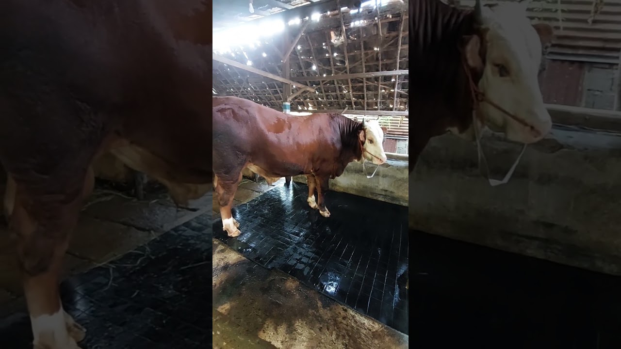 Bahan amunisi kontes calon jumbo masa depan cerah #sapipremium