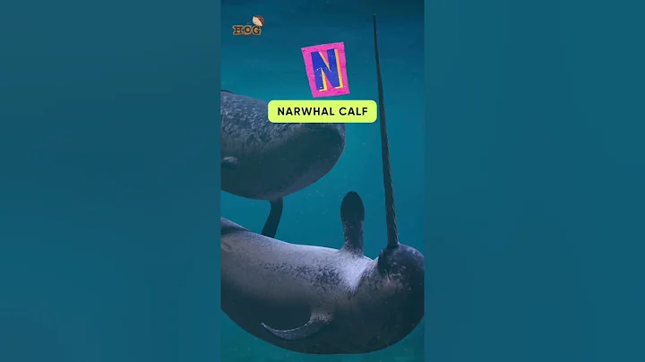 ABC Baby Sea Animals Song | Letter MNOP | Learn #alphabet  #english  and #animals for Kids