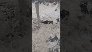 Dog Rescued from Fence After Storm