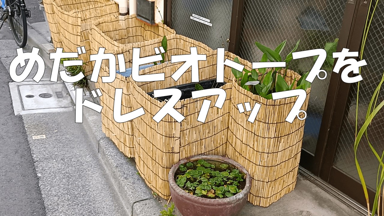 Giving My Medaka Biotope a Makeover - YouTube