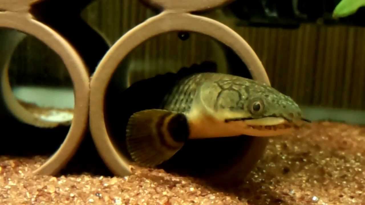 モケレンベンベ お食事タイム その1 13 4 13 Youtube