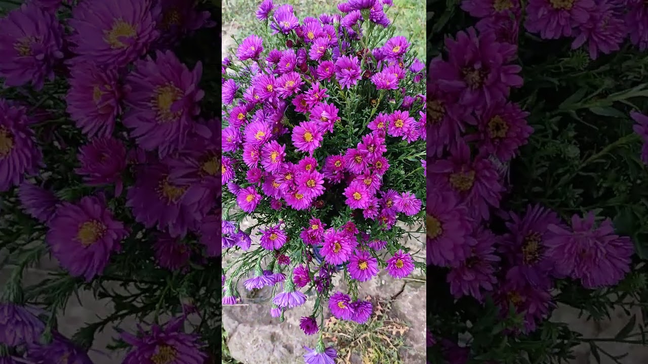 Астра кустарниковая Аннеке