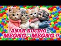 Kucing oyen ngambek lucu  meong meong minta makan 