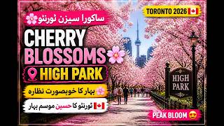 Cherry Blossoms 🌸 Walking Tour | High Park Toronto 2026 🇨🇦 (Peak Bloom!)